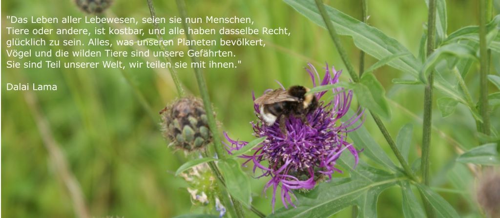 Im Garten von Daniel Mosimann im Enggist
