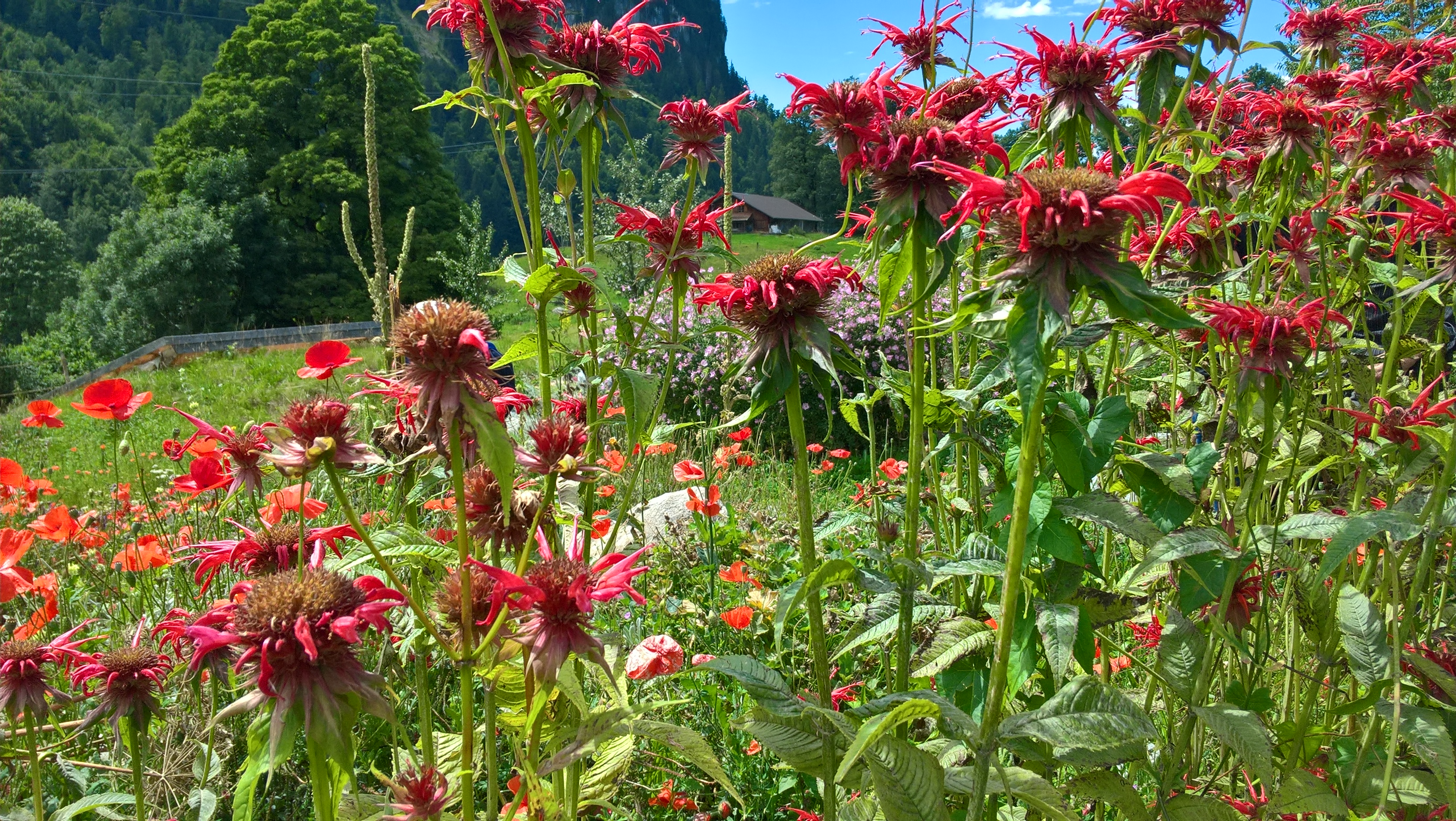 WP 20170729 13 25 24 ProGoldmelisse Schweibenalp