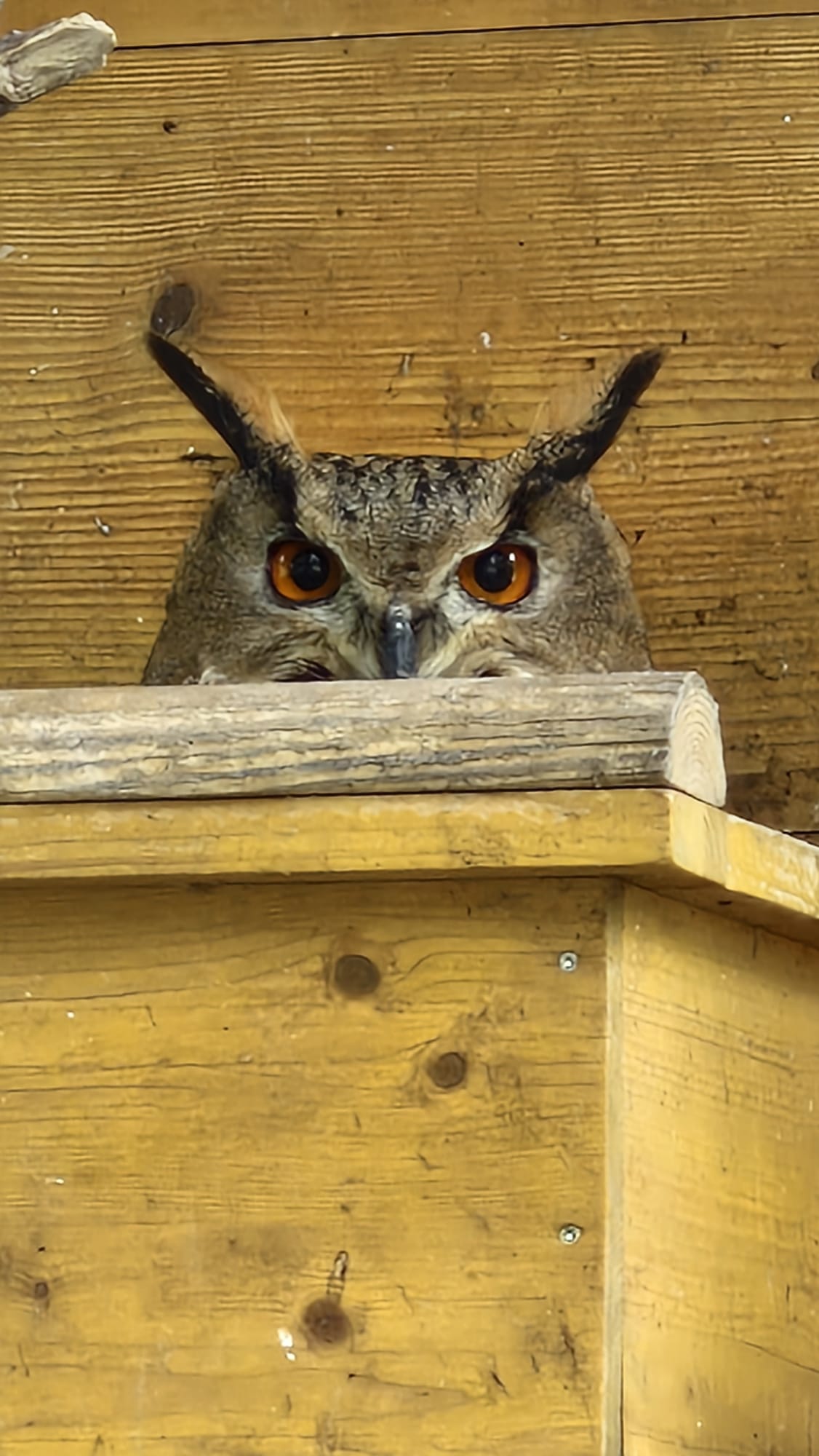 Alpenvogelpark Uhu by ThoeniC